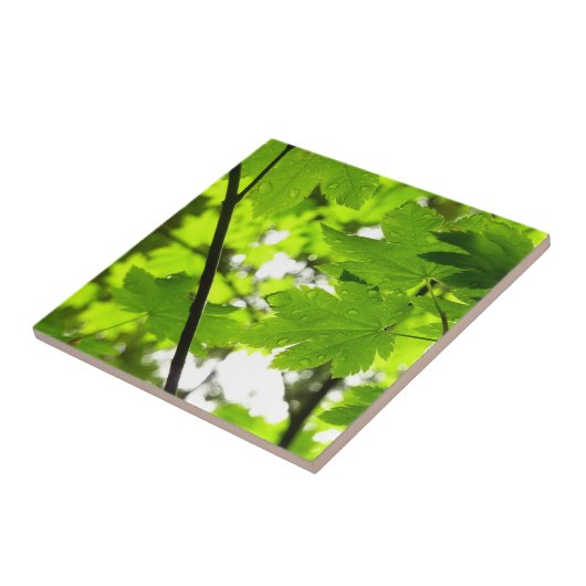 Mapelbladeren met regendruppels tegeltje (Zijkant)