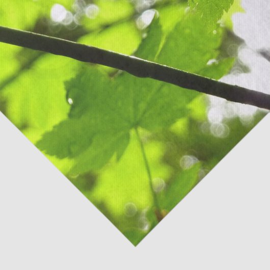 Mapelbladeren met regendruppels tissuepapier (Detail)