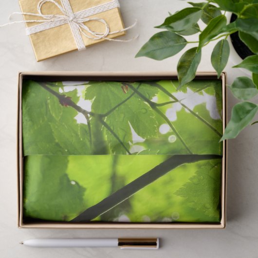 Mapelbladeren met regendruppels tissuepapier (Geschenk)