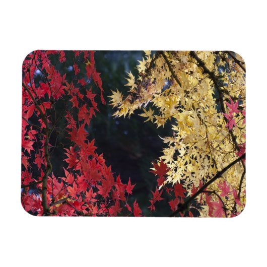 Mapelbomen in herfstkleur magneet (Horizontaal)