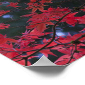 Mapelbomen in herfstkleur poster (Hoek)