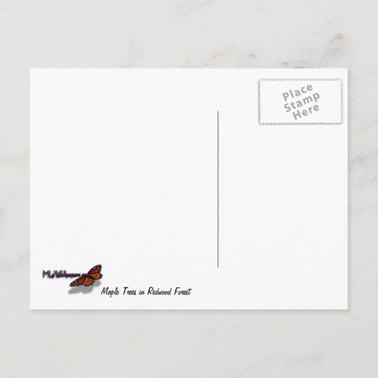 Mapelbomen in het sequoibos briefkaart (Achterkant)