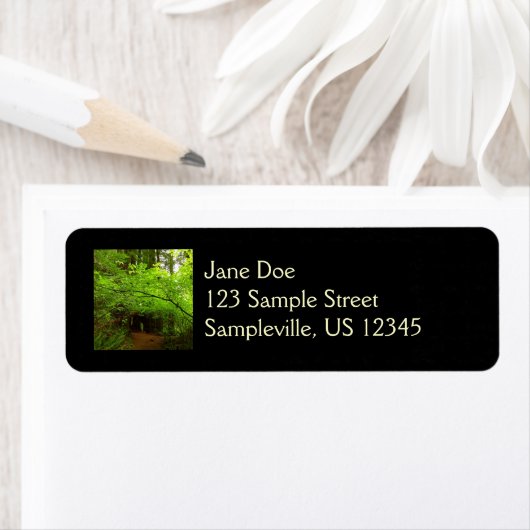 Mapelbomen in het sequoibos etiket (Insitu)