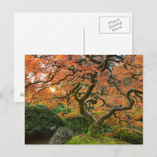 Mapelboom in de Japanse tuinen in het najaar Briefkaart (Voorkant / Achterkant)