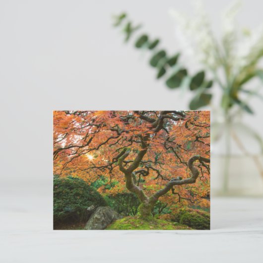 Mapelboom in de Japanse tuinen in het najaar Briefkaart (Staand voorkant)
