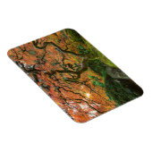 Mapelboom in de Japanse tuinen in het najaar Magneet (Rechterzijde)