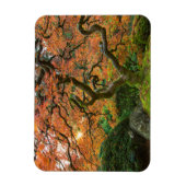 Mapelboom in de Japanse tuinen in het najaar Magneet (Verticaal)