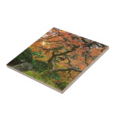 Mapelboom in de Japanse tuinen in het najaar Tegeltje (Zijkant)