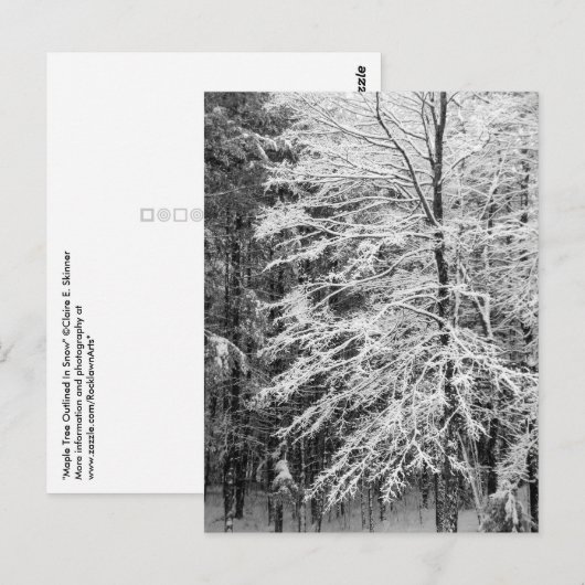 Mapelboom in sneeuw briefkaart (Voorkant / Achterkant)
