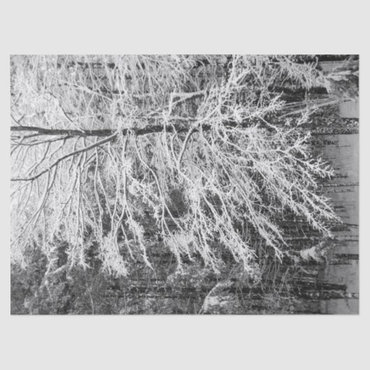 Mapelboom in sneeuw tissuepapier (Voorkant)