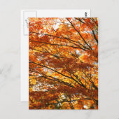 Mapelboombladeren Briefkaart (Voorkant / Achterkant)