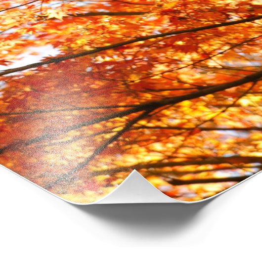 Mapelboombladeren Foto Afdruk (Hoek)