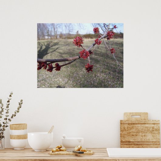 Mapelboomknoppen Poster (Keuken)