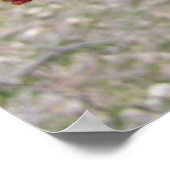 Mapelboomknoppen Poster (Hoek)