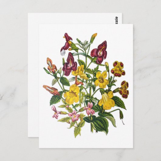 Mapenbloemen Briefkaart (Voorkant / Achterkant)