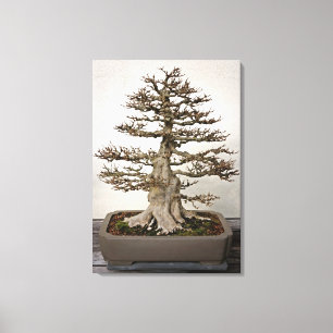 Maple Bonsai Tree Canvas Afdruk