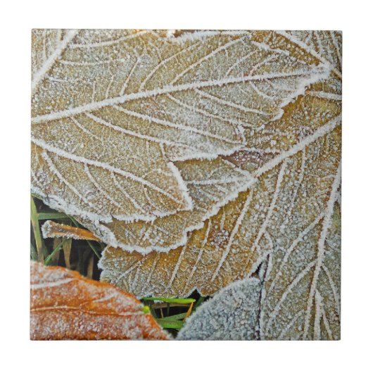 Maple Ceramic Tegel, bevroren Tegeltje (Voorkant)
