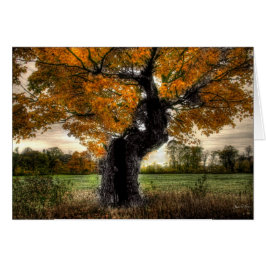 Maple Giant: kaarten