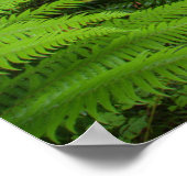 Maple Glade trail, bedekt met varens en mos Poster (Hoek)