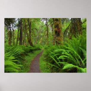 Maple Glade trail, bedekt met varens en mos Poster