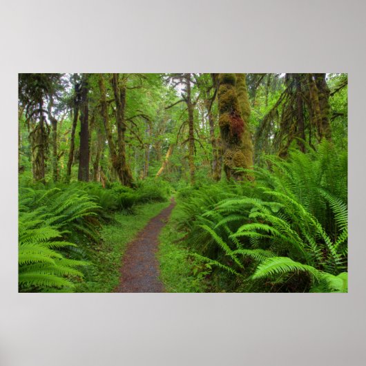 Maple Glade trail, bedekt met varens en mos Poster (Voorkant)