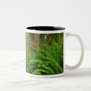 Maple Glade trail, varens en mos bedekt Tweekleurige Koffiemok