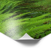 Maple Glade trail, veerboten en mos Foto Afdruk (Hoek)