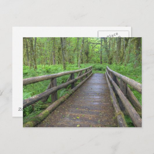 Maple Glade trail wood bridge, ferns and and Briefkaart (Voorkant / Achterkant)