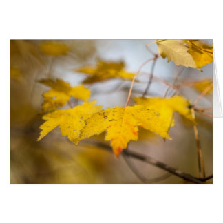 Maple Glow