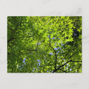 Maple in lente briefkaart