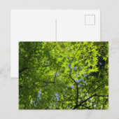 Maple in lente briefkaart (Voorkant / Achterkant)