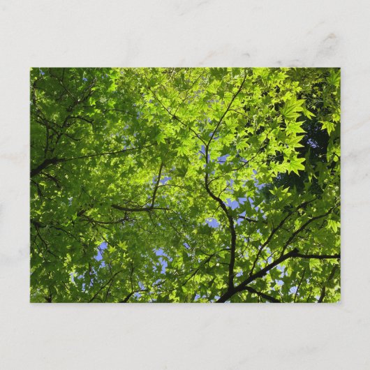 Maple in lente briefkaart (Voorkant)