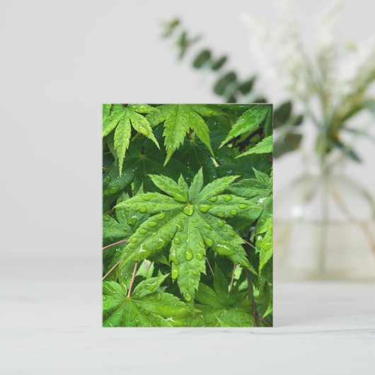 Maple in lente briefkaart (Staand voorkant)