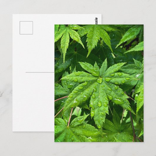 Maple in lente briefkaart (Voorkant / Achterkant)