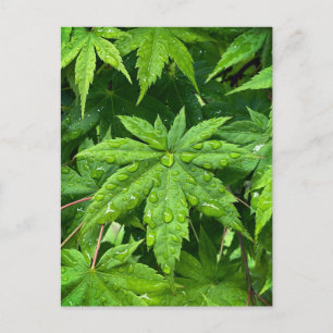 Maple in lente briefkaart