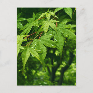 Maple in lente briefkaart