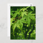 Maple in lente briefkaart (Voorkant / Achterkant)