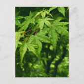 Maple in lente briefkaart (Voorkant)