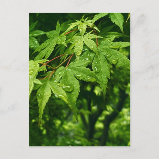 Maple in lente briefkaart (Voorkant)