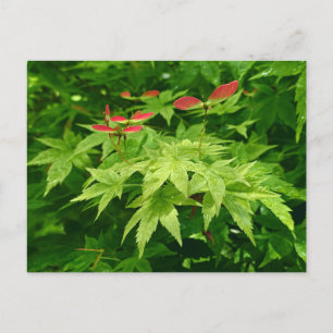 Maple in lente briefkaart