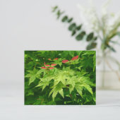 Maple in lente briefkaart (Staand voorkant)