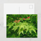 Maple in lente briefkaart (Voorkant / Achterkant)
