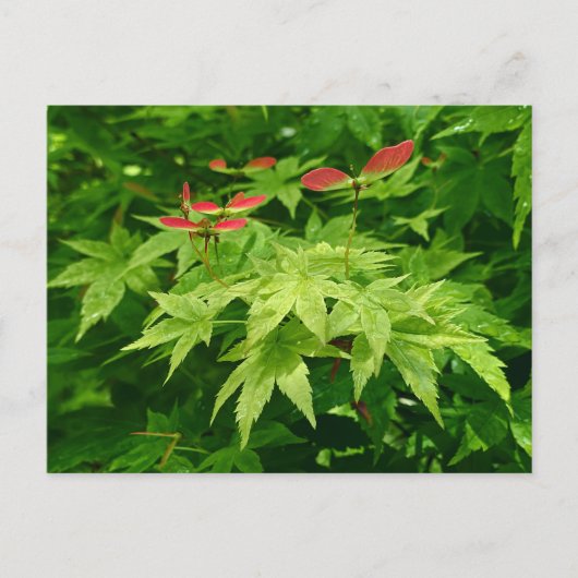 Maple in lente briefkaart (Voorkant)