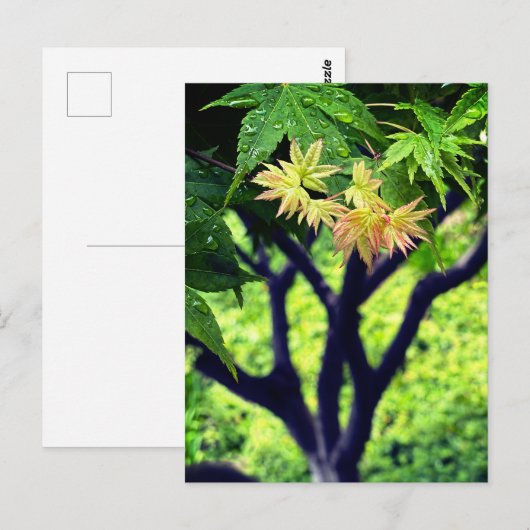 Maple in lente briefkaart (Voorkant / Achterkant)