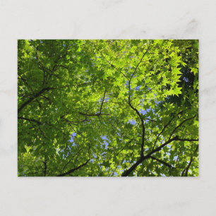 Maple in Summer Briefkaart