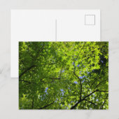 Maple in Summer Briefkaart (Voorkant / Achterkant)