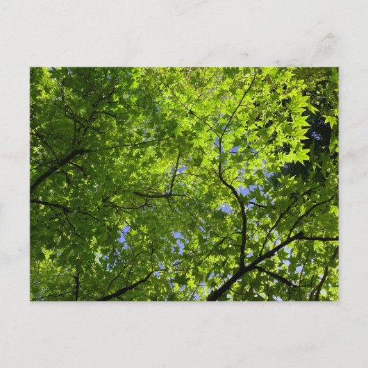 Maple in Summer Briefkaart (Voorkant)
