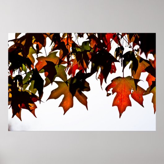 Maple laat de herfst Glow Poster afdrukken (Voorkant)