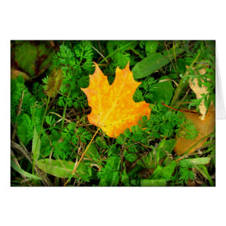 Maple Leaf