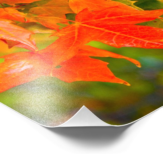 Maple Leaf Dance Foto Afdruk (Hoek)